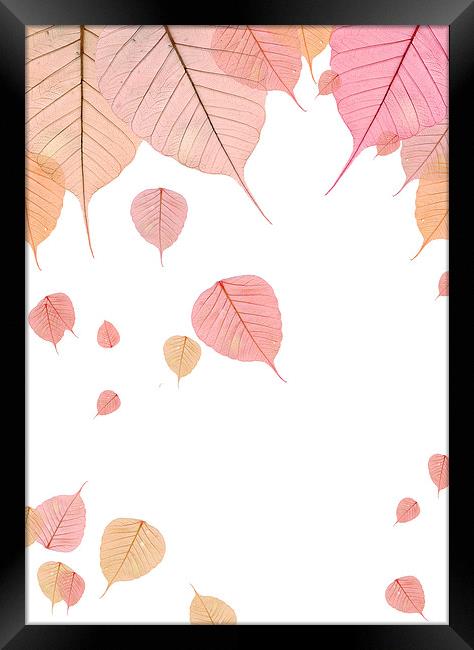 Autumn Leaves Framed Print by Victor Burnside