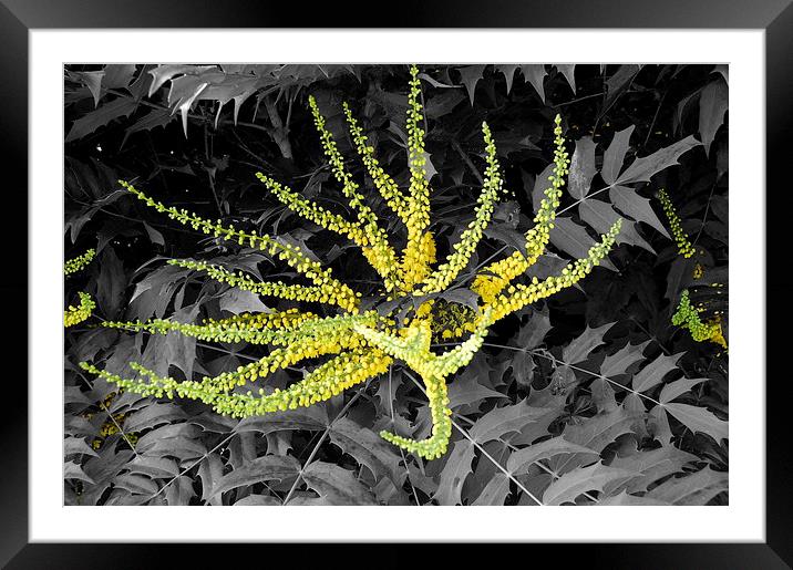 Splash of Yellow Framed Mounted Print by Steven Cole