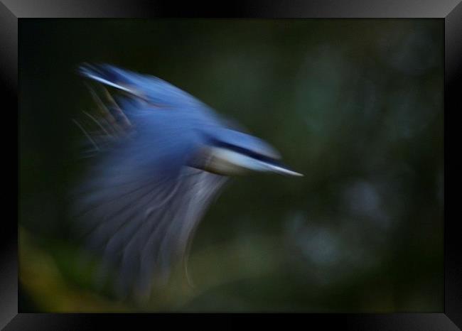 Nuthatch in motion Framed Print by Gerald Robinson