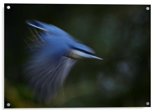Nuthatch in motion Acrylic by Gerald Robinson