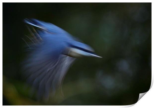 Nuthatch in motion Print by Gerald Robinson