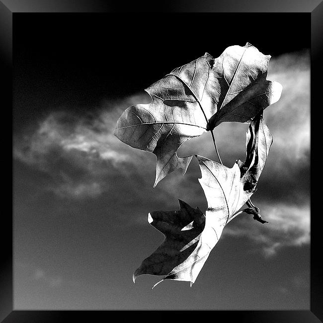 Falling Leaves Framed Print by Doug Poplett