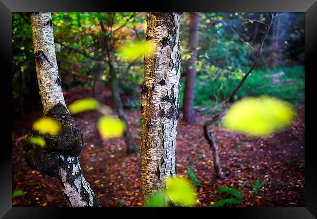 silver birch Framed Print by david harding