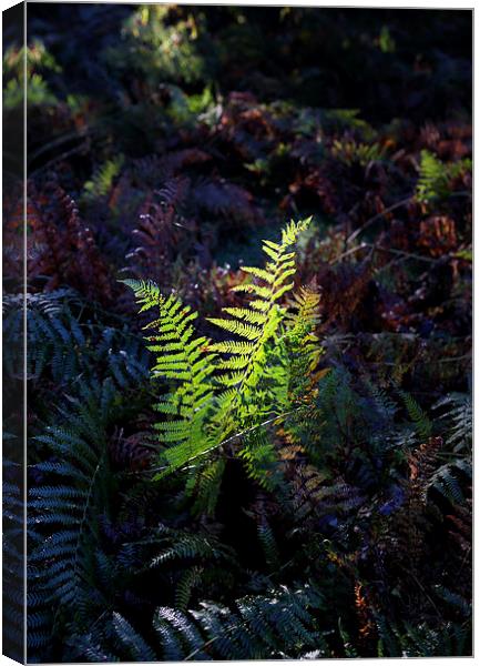 fern Canvas Print by david harding