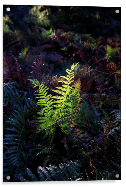 fern Acrylic by david harding
