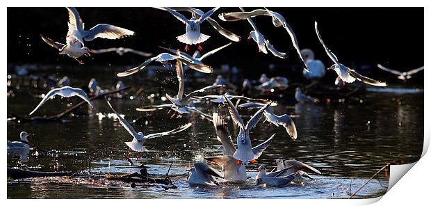 birds on lake Print by david harding