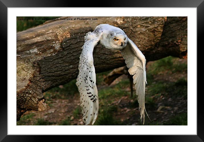 snowy owl Framed Mounted Print by Brett watson