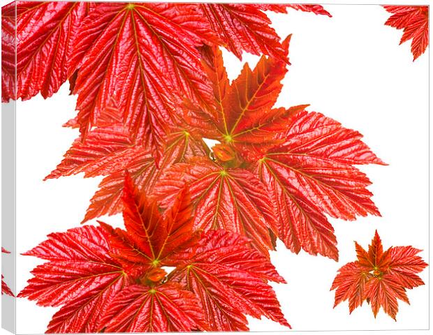 Red leaves Canvas Print by Victor Burnside