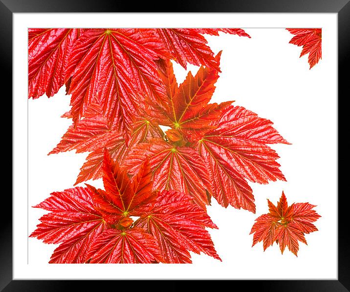Red leaves Framed Mounted Print by Victor Burnside