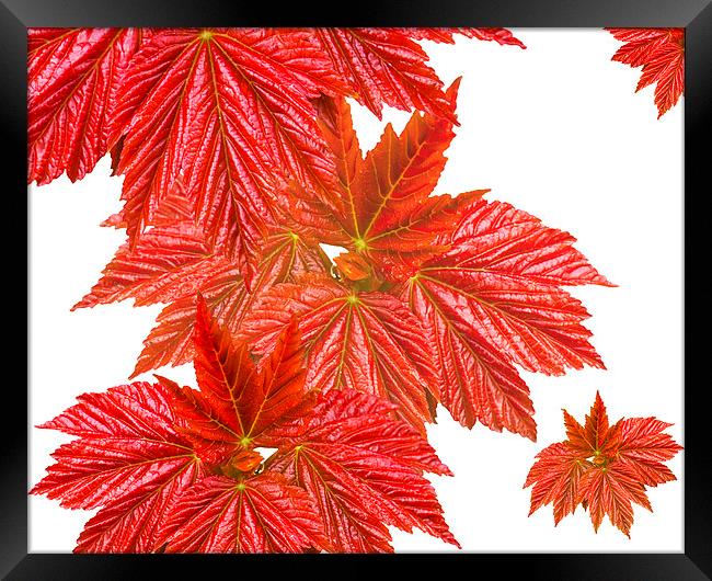 Red leaves Framed Print by Victor Burnside