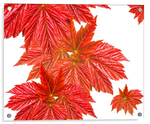 Red leaves Acrylic by Victor Burnside