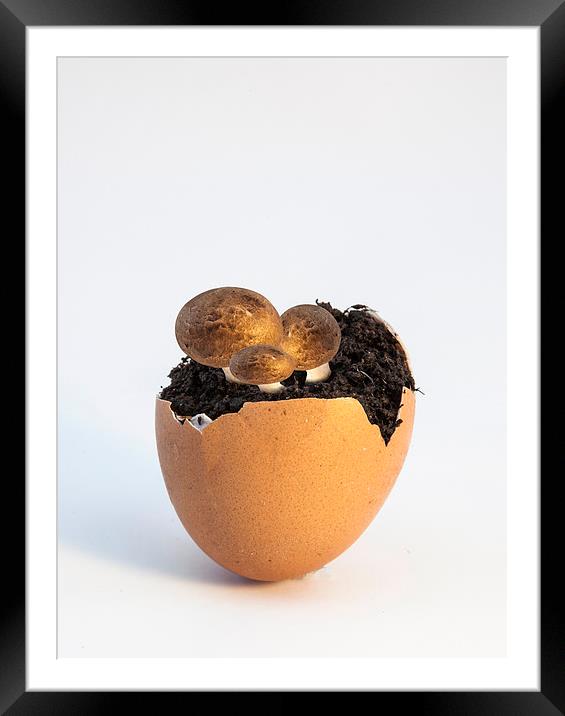 MUSHROOM EGG Framed Mounted Print by David Pacey