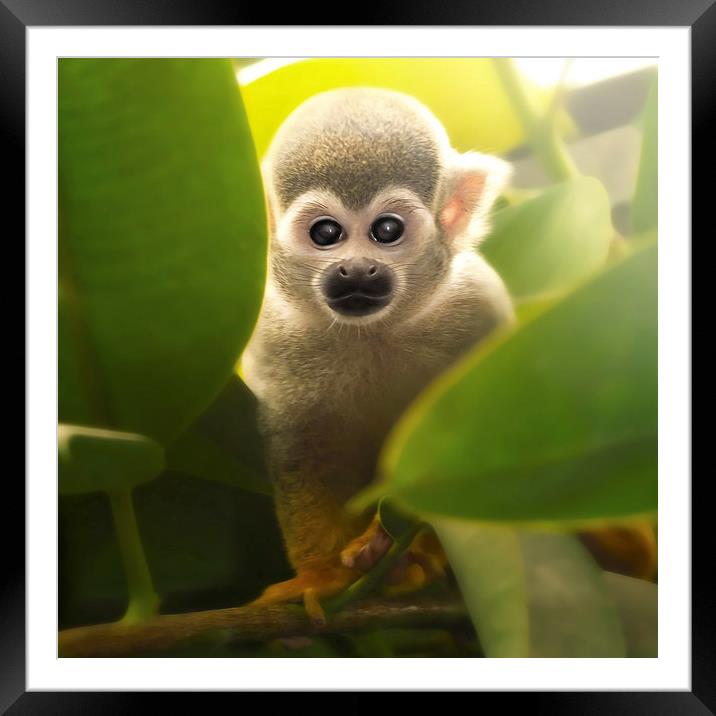 baby squirrel monkey Framed Mounted Print by Silvio Schoisswohl