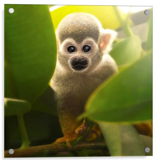 baby squirrel monkey Acrylic by Silvio Schoisswohl
