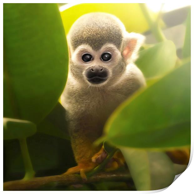 baby squirrel monkey Print by Silvio Schoisswohl