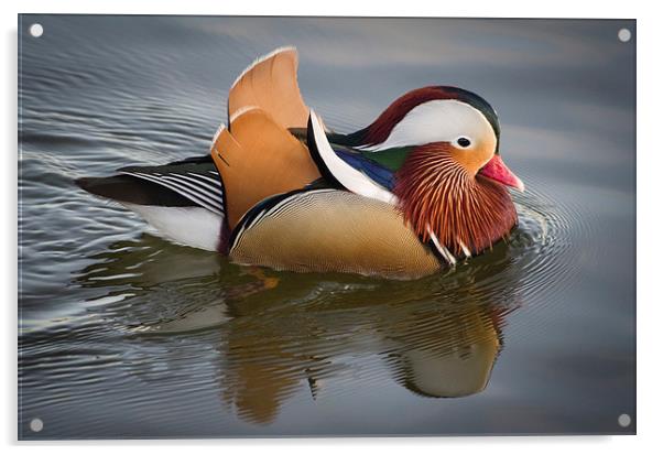 Mandarin Duck Acrylic by Alex Clark