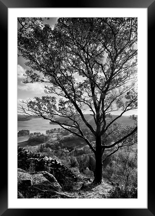 Light through the tree Framed Mounted Print by Gary Kenyon