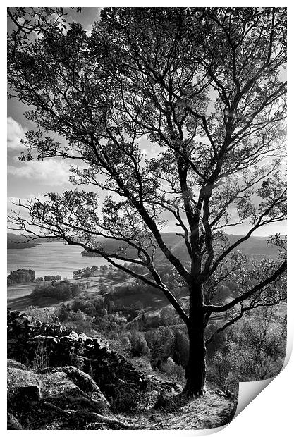 Light through the tree Print by Gary Kenyon