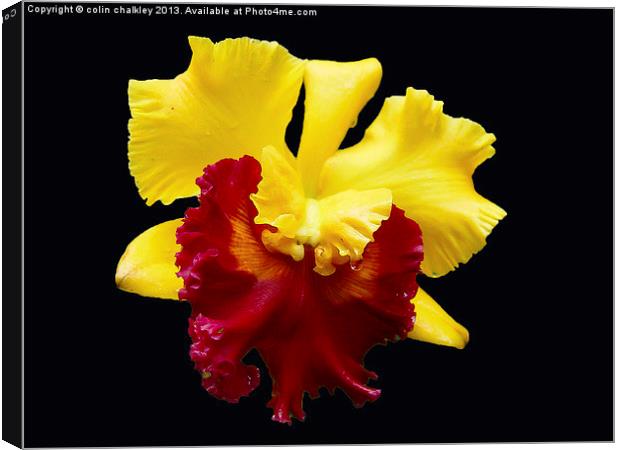 Orchid in Koh Samui Canvas Print by colin chalkley