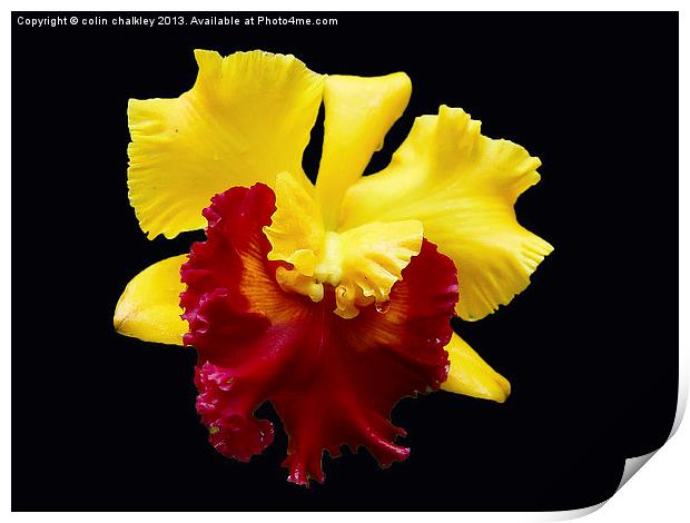 Orchid in Koh Samui Print by colin chalkley