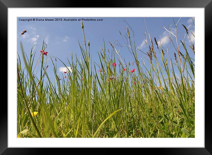 Summer Grasses Framed Mounted Print by Diana Mower