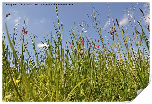 Summer Grasses Print by Diana Mower