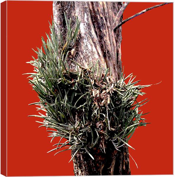 Cactus on Tree fully Sillohetted Canvas Print by james balzano, jr.