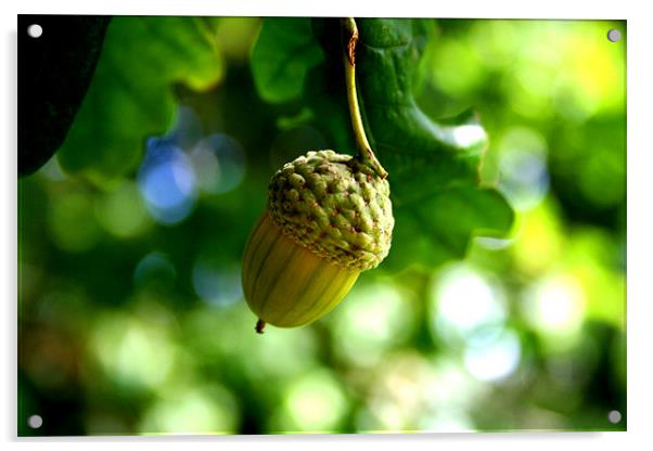 From little acorns grow mighty oaks Acrylic by Nicholas Averre