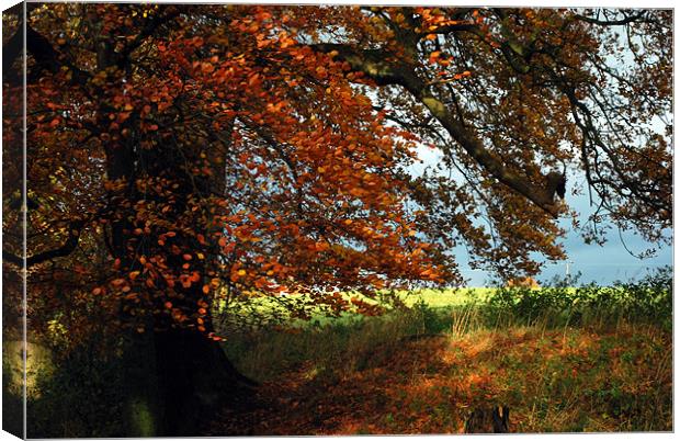 Englands Autumn Canvas Print by Karen Harding