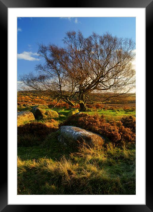 Lone Tree on Lawrence Field Framed Mounted Print by Darren Galpin