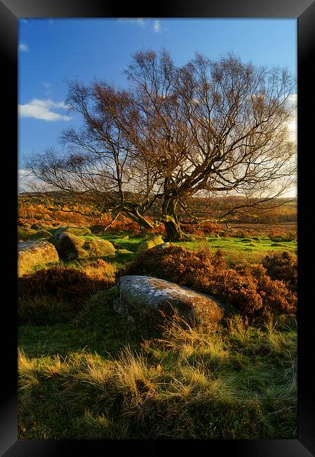 Lone Tree on Lawrence Field Framed Print by Darren Galpin