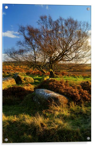 Lone Tree on Lawrence Field Acrylic by Darren Galpin