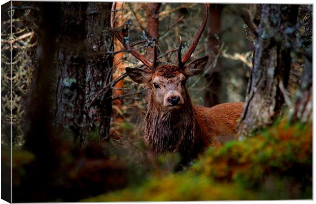 Stag in the woods Canvas Print by Macrae Images