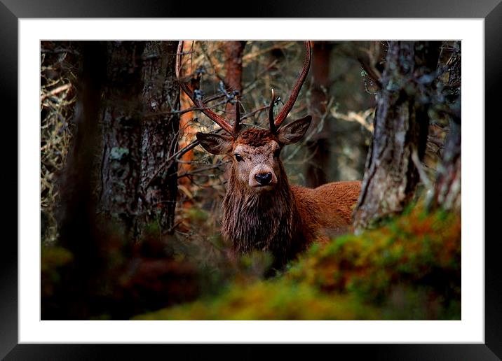 Stag in the woods Framed Mounted Print by Macrae Images