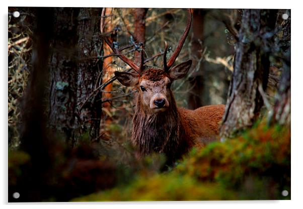 Stag in the woods Acrylic by Macrae Images