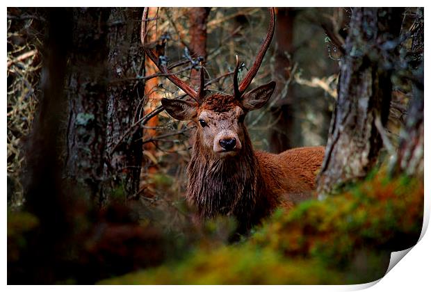 Stag in the woods Print by Macrae Images