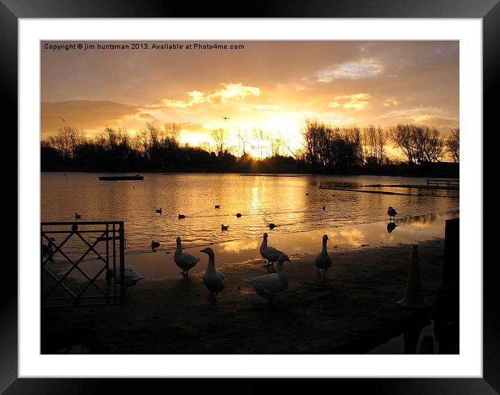 ducks sunrise Framed Mounted Print by jim huntsman