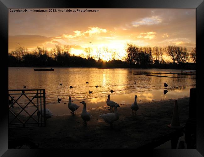 ducks sunrise Framed Print by jim huntsman