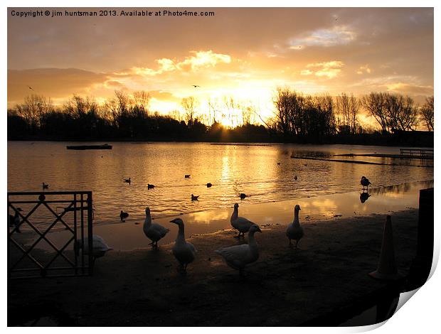 ducks sunrise Print by jim huntsman
