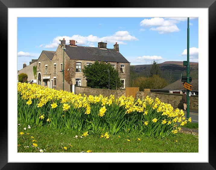 Lots of daffodil near to a road Framed Mounted Print by JEAN FITZHUGH