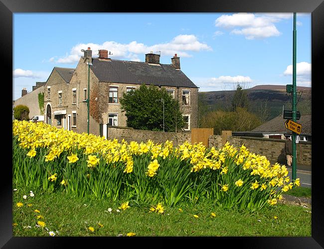 Lots of daffodil near to a road Framed Print by JEAN FITZHUGH