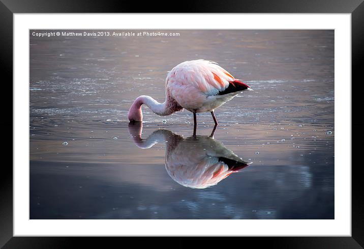 Flamingo Reflection Framed Mounted Print by Matthew Davis