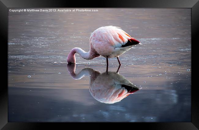 Flamingo Reflection Framed Print by Matthew Davis