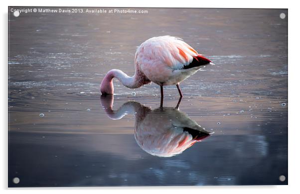Flamingo Reflection Acrylic by Matthew Davis
