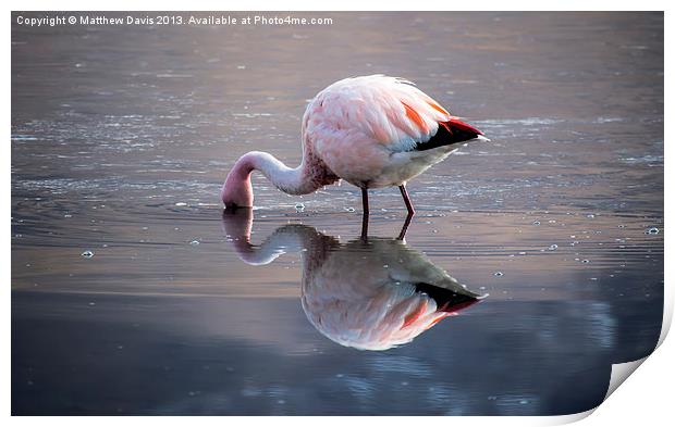 Flamingo Reflection Print by Matthew Davis
