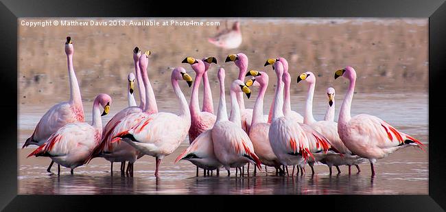 Talking Flamingos Framed Print by Matthew Davis