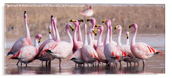 Talking Flamingos Acrylic by Matthew Davis