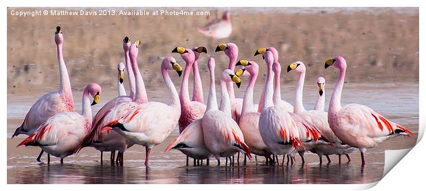 Talking Flamingos Print by Matthew Davis