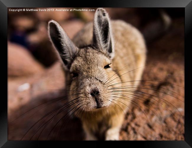 Viscacha Framed Print by Matthew Davis