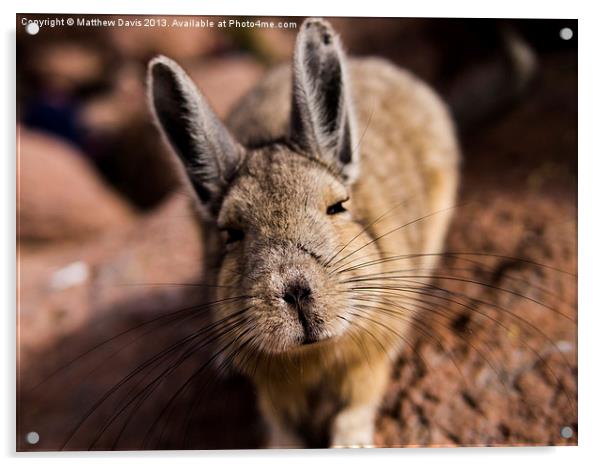 Viscacha Acrylic by Matthew Davis